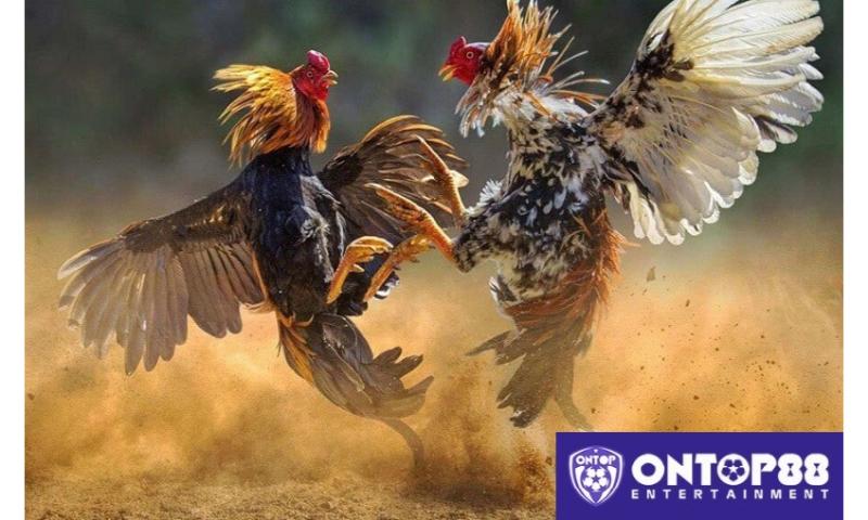 Đá gà ontop88 linh hoạt, tiện lợi.