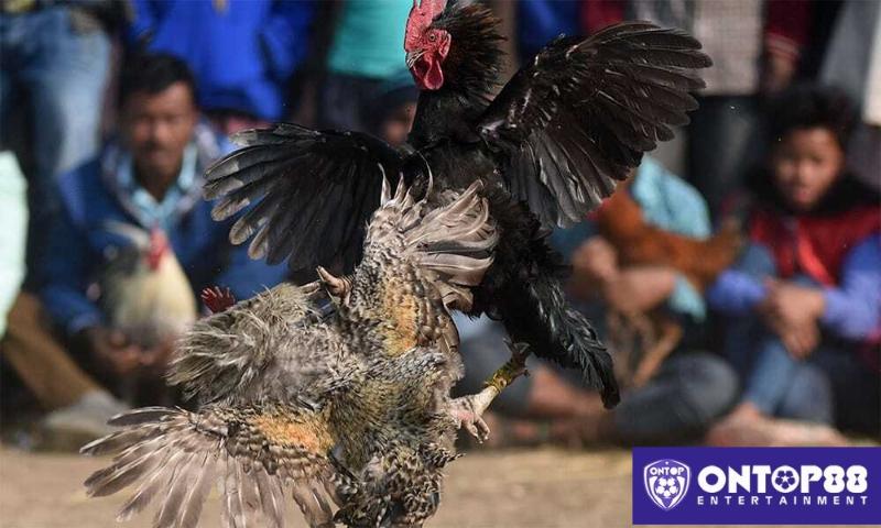 Thao tác đặt cược đá gà Ontop88 đơn giản.