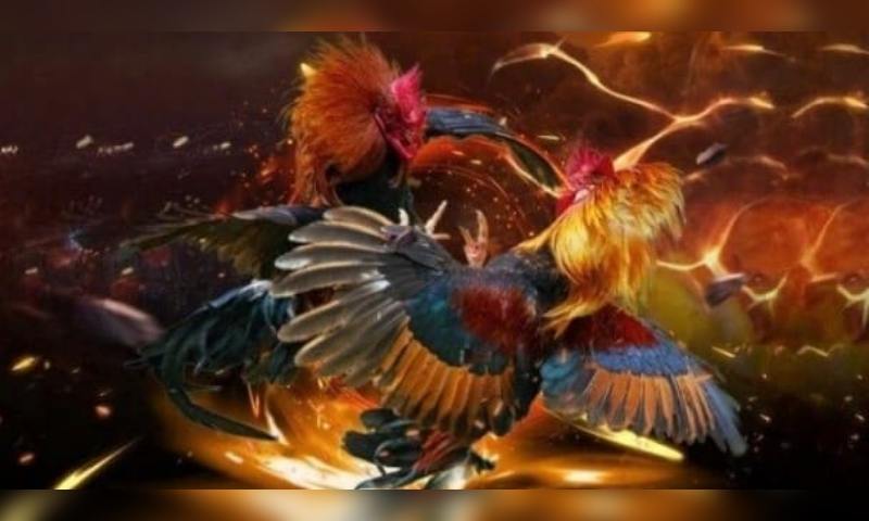 Chơi đá gà với những trận đấu trực tiếp chân thực nhất